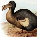 Dodobird